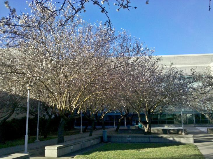 Die Bäume vor der Kemper Hall of Engineering