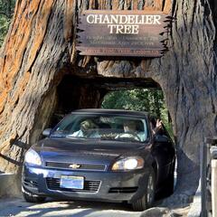 Drive-Through Redwood Tree