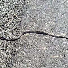 A snake at the side of the road / Eine Schlange am Straßenrand