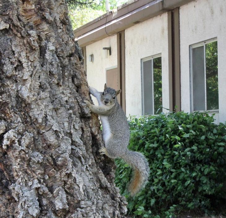 Squirrel at UC Davis