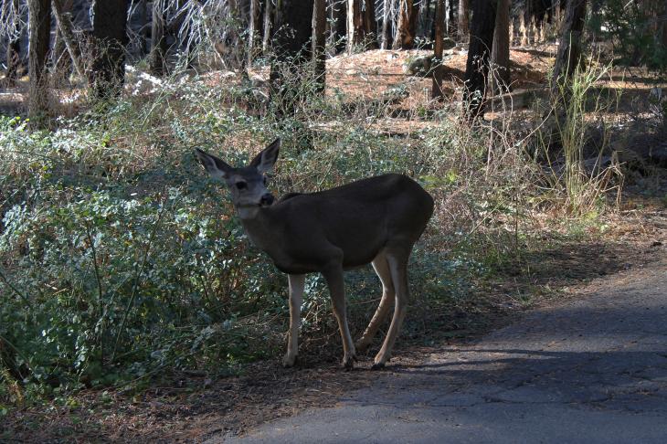 Deer in the Mariposa Grove