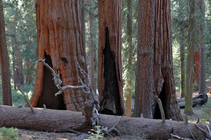 Three Hollow Sequoia Trees
