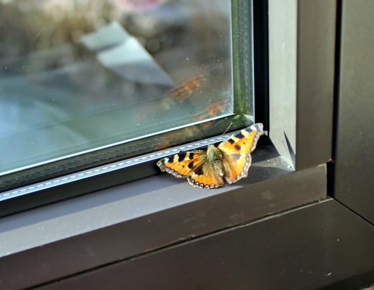 Butterfly behind window