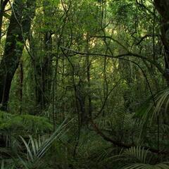 The native "bush" (temperate rainforest)