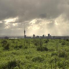 Meadow on Mount Eden with a nice view of Auckland