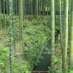 Bamboo Forest at Tenryuji Temple