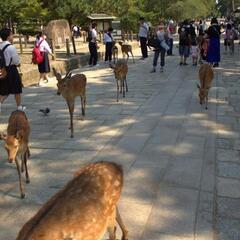 Deer at Todaiji Temple