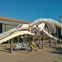 Blue Whale at the Seymour Marine Discovery Center