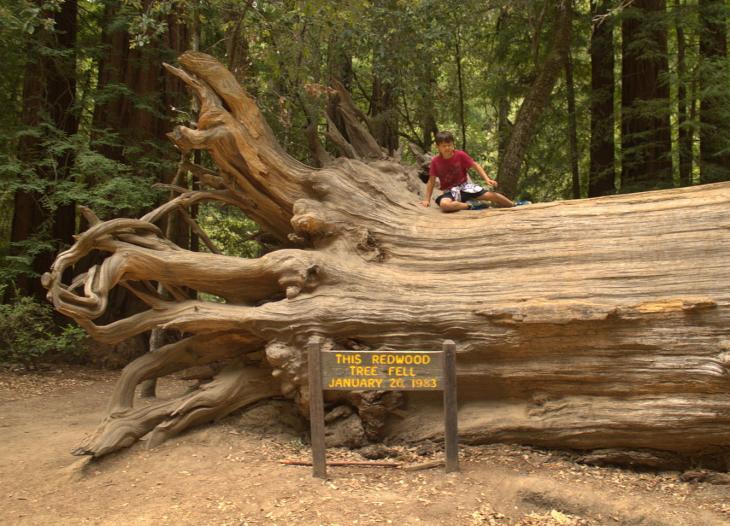 Fallen Redwood Tree at Park Headquarters