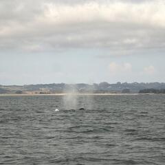 Spout of a Humpback Whale
