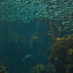 Kelp Forest with Pacific Sardines, Monterey Bay Aquarium