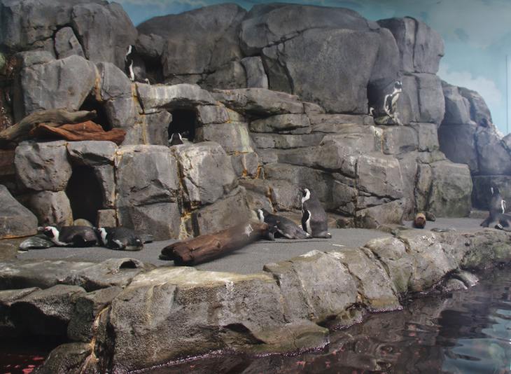 African Penguins, Monterey Bay Aquarium