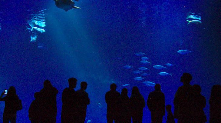Open Sea Exhibit, Monterey Bay Aquarium