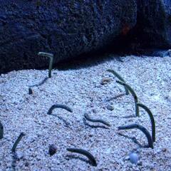 Sea Worms, Monterey Bay Aquarium